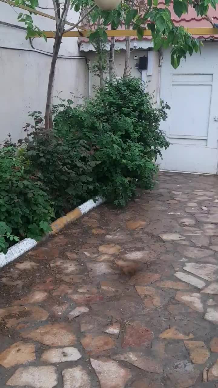 باغچه ۵۰۰ متری|فروش خانه و ویلا|گلمکان, |دیوار