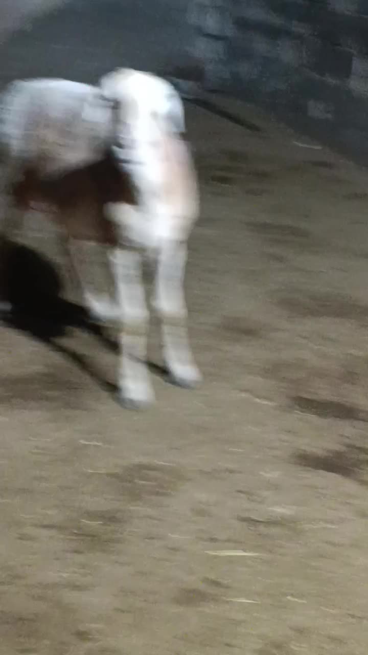 میش چینی|حیوانات مزرعه|چغادک, |دیوار