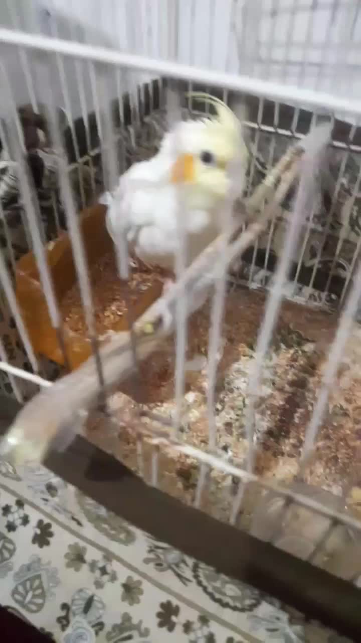 هدفن|پخش‌کننده همراه|چناران, |دیوار