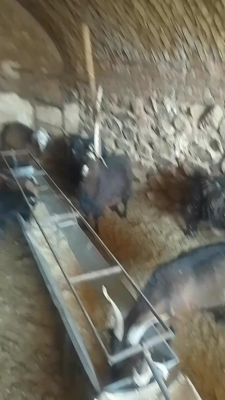 بزفروشی|حیوانات مزرعه|قائن, |دیوار