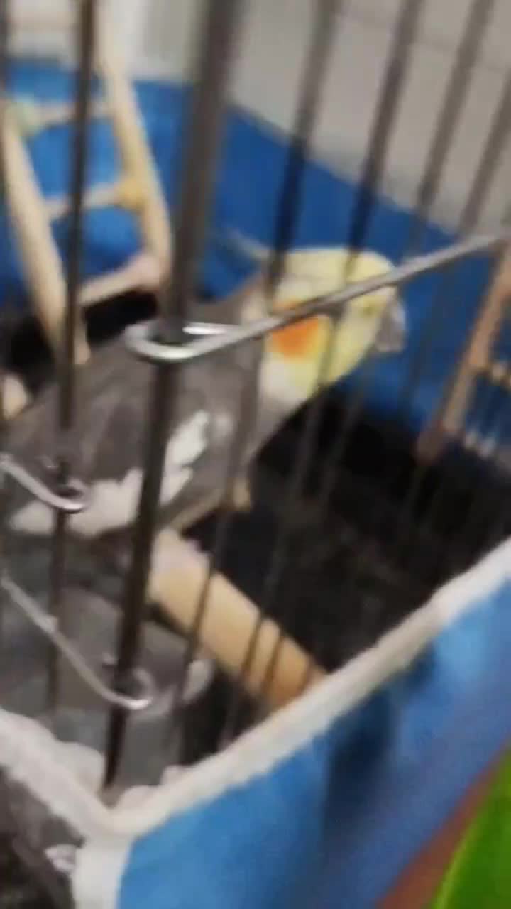 یک جفت عروس هلندی|پرنده|ماهدشت, |دیوار