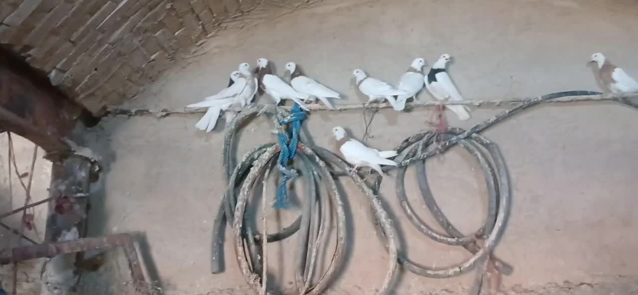 ۲۲عدد کبوتر طوقی|پرنده|شراء, |دیوار