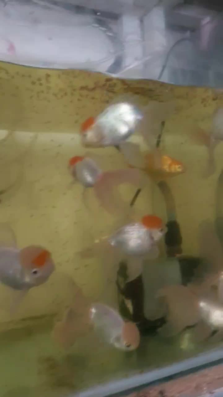 ماهی گلدفیش ردکپ مولد|ماهی|نوشهر, |دیوار