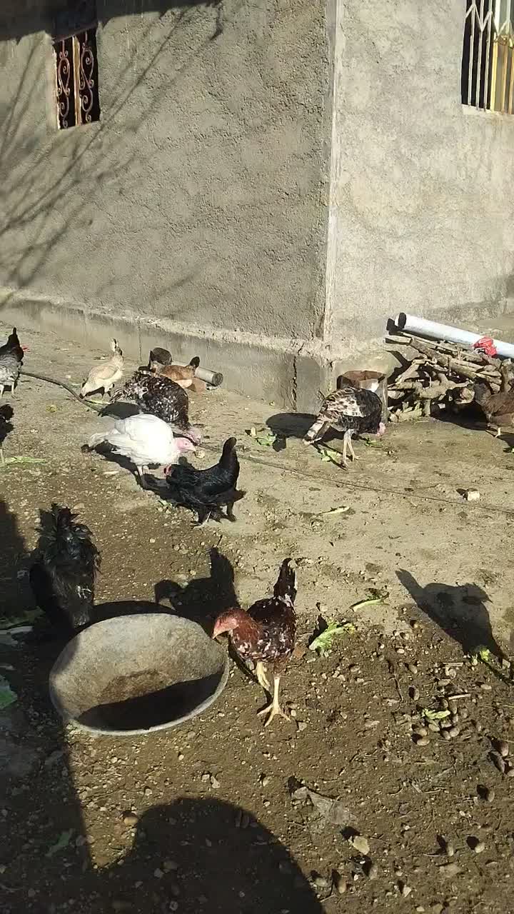 فروش مرغ خروس محلی تخم گزار|حیوانات مزرعه|مریوان, |دیوار