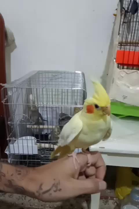 عروس هلندی لوتینو نر دستی و رام زعفرانی کشیده|پرنده|فردیس, فردیس|دیوار