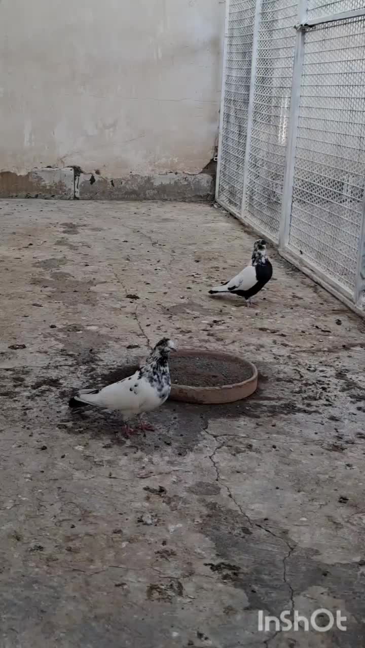 نرماده شالنگ سیاه عتیقه|پرنده|قم, دورشهر|دیوار