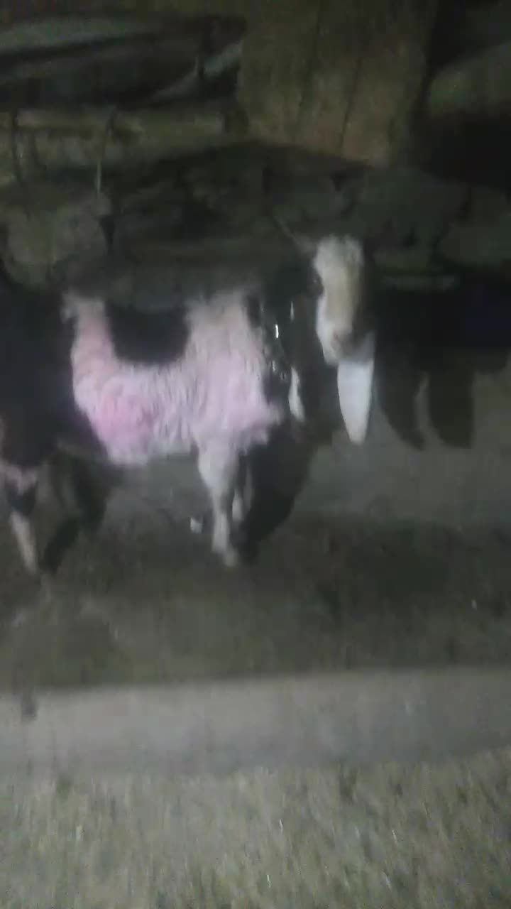 نربز|حیوانات مزرعه|رضویه, |دیوار