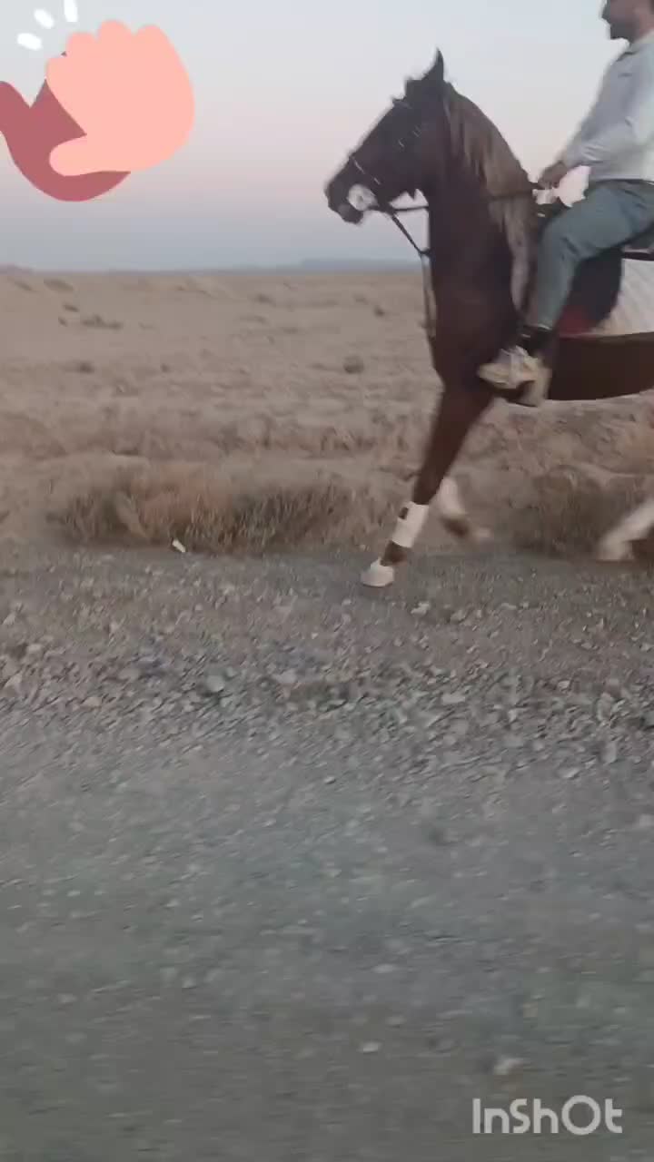 نریون کرد|اسب و تجهیزات اسب‌سواری|کاشمر, |دیوار