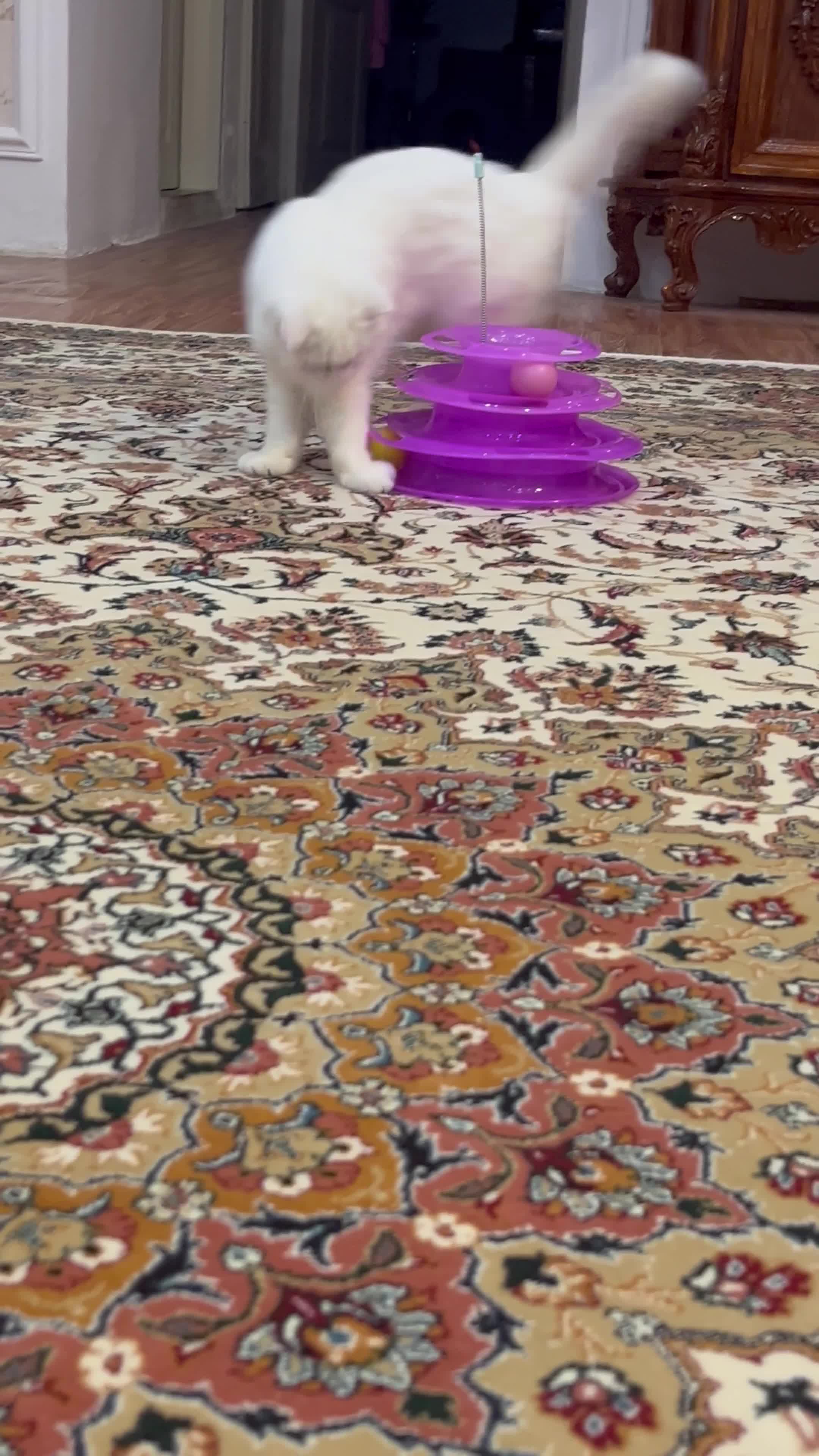 گربه برتیش اسکاتیش ماده|گربه|پرند, فاز ۴|دیوار