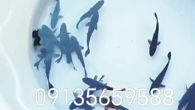 کوی بلک (سیاه)|ماهی|نجفآباد, فاز ۲ شهرک آزادگان|دیوار