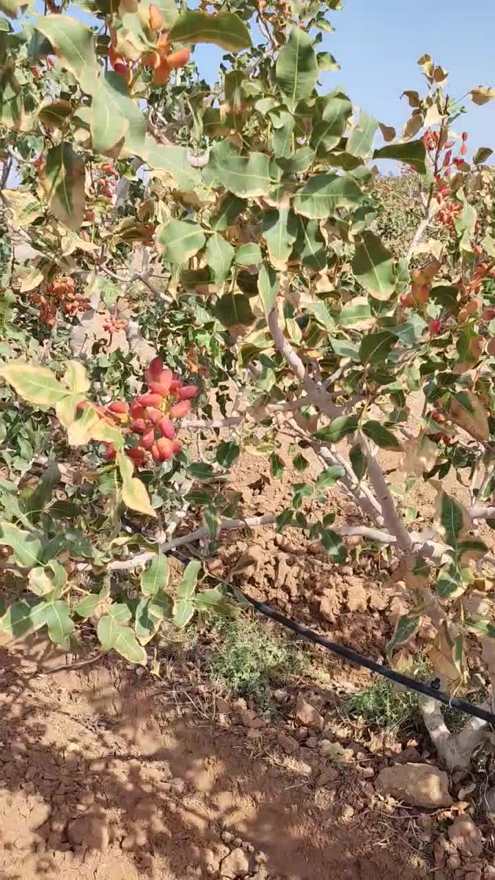 140هکتار باغ پسته با 2حلقه چاه آب مدرن و به روز|فروش دفتر صنعتی، کشاورزی، تجاری|رفسنجان, |دیوار