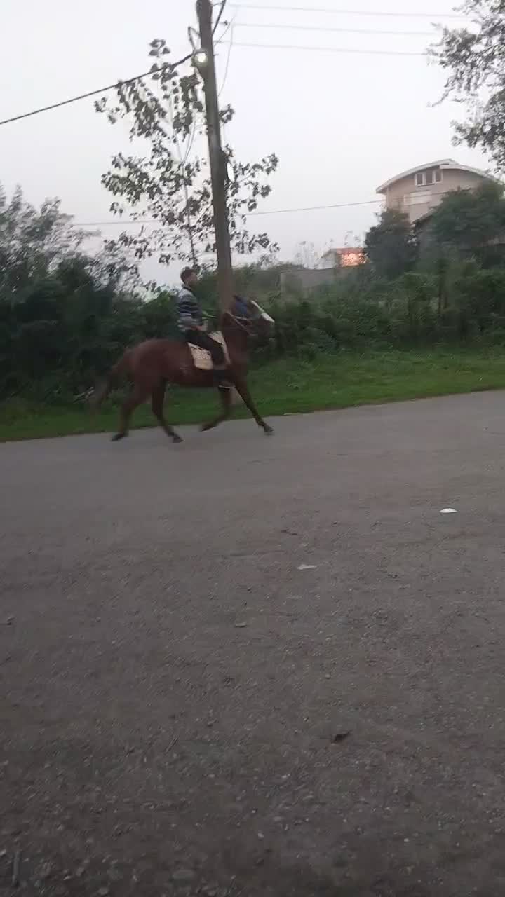 اسب کورند سال ۷|اسب و تجهیزات اسب‌سواری|لنگرود, |دیوار