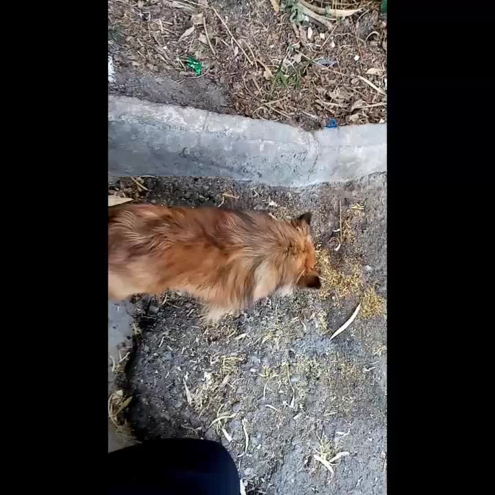 سگ گمشده پاکوتاه|حیوانات|بم, |دیوار