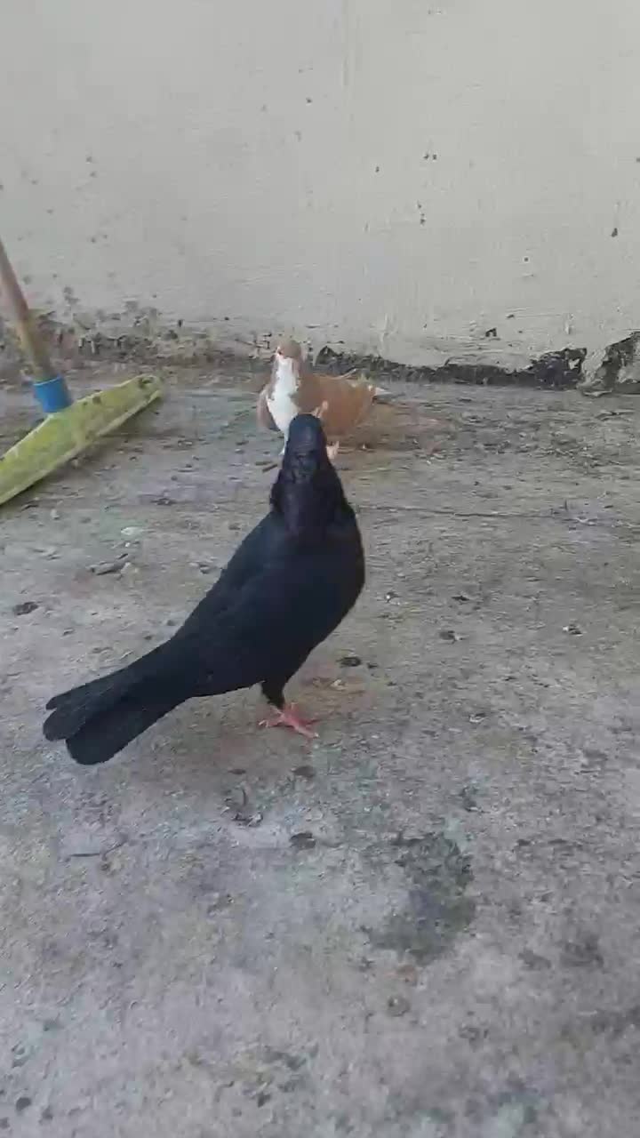 ۲عدد ماده شیرازی زرد و زاغ آبادانی|پرنده|کارون, |دیوار