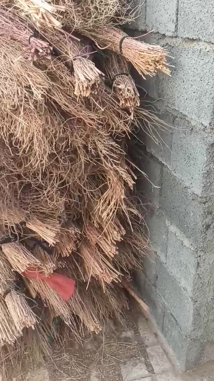 فروش 150 عدد جارو محلی|خدمات باغبانی و درختکاری|کامیاران, |دیوار