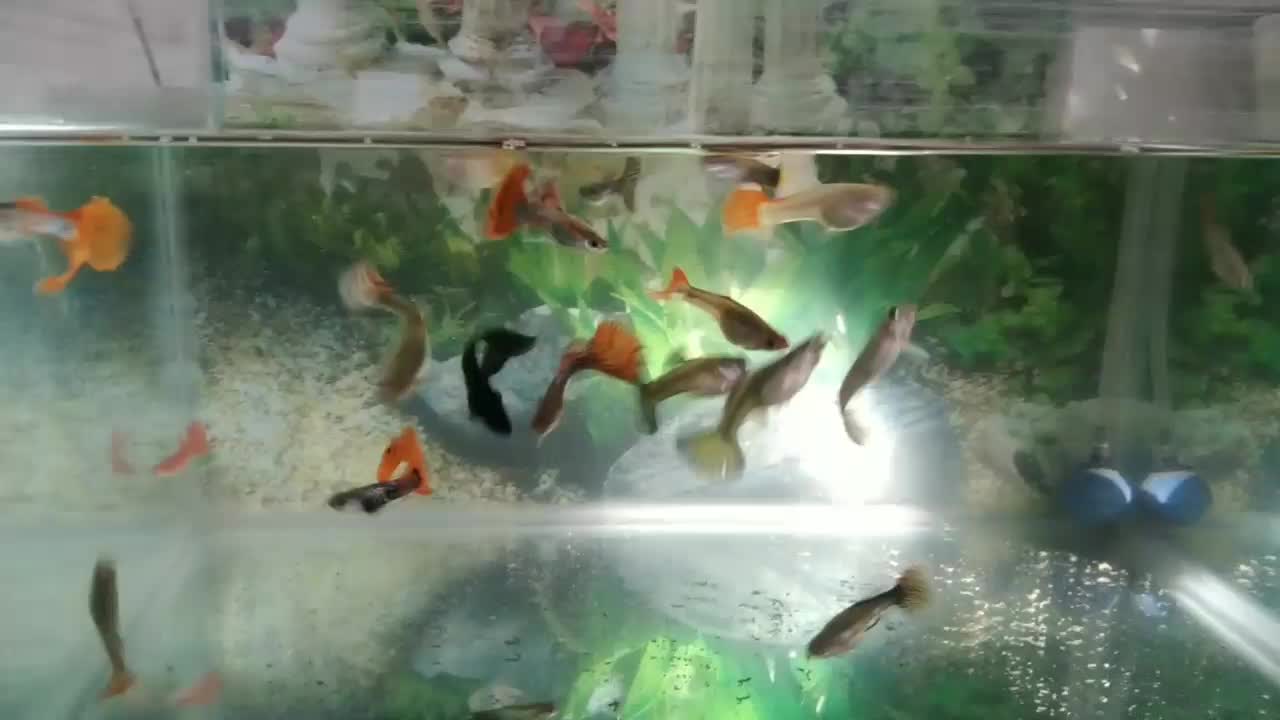 ماده شکم پر و نر|ماهی|اردبیل, |دیوار