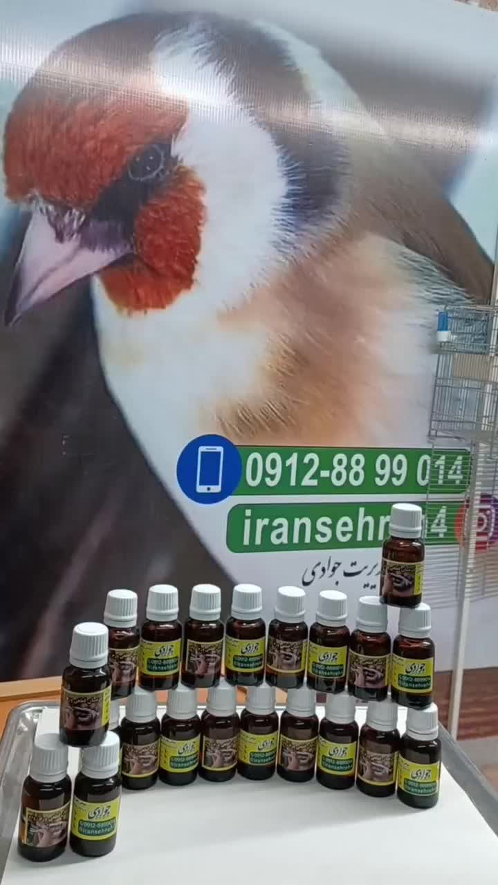قناری سهره|پرنده|تهران, جمهوری|دیوار