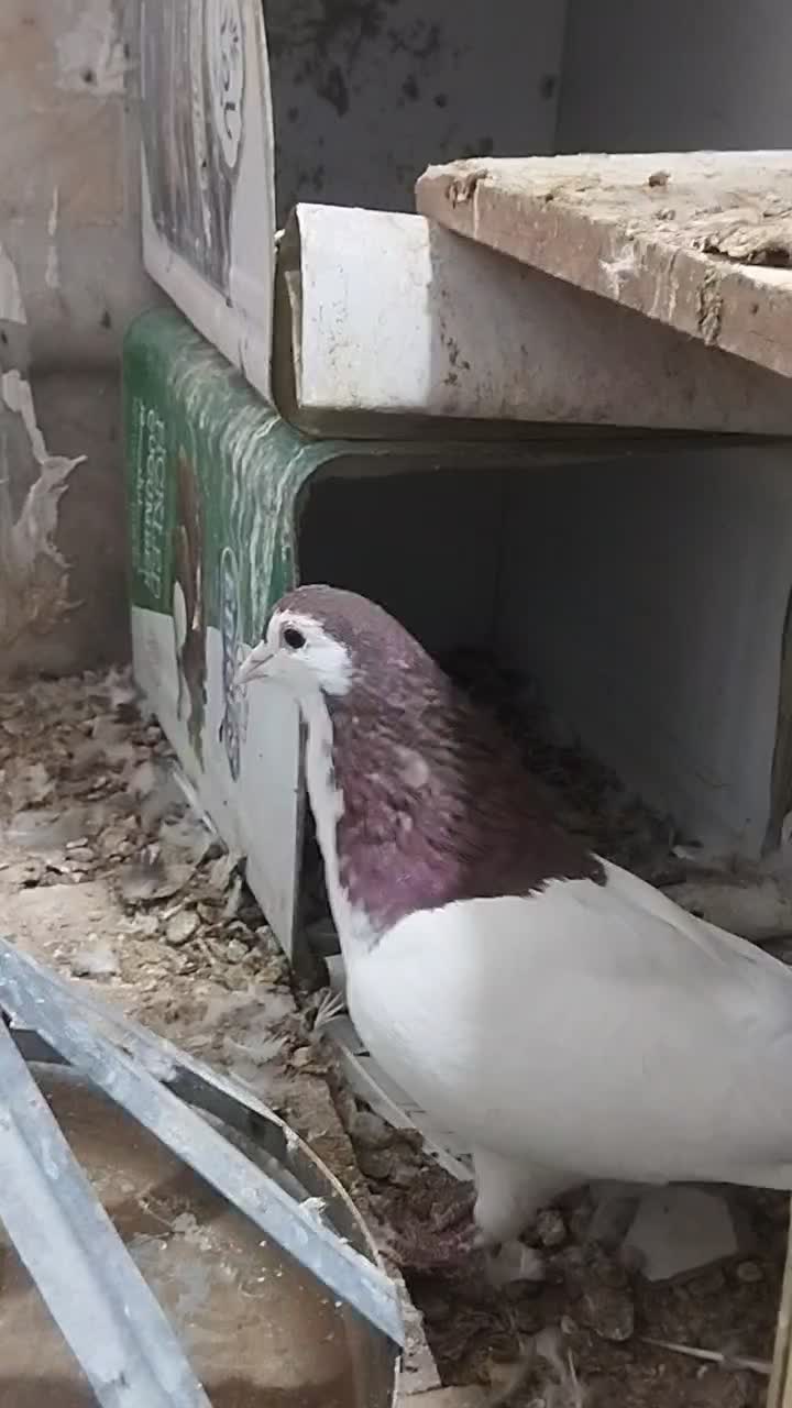 جفت رنگه آس پاک|پرنده|بیرجند, |دیوار