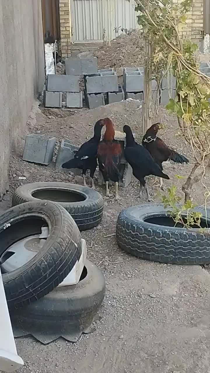 لاری‌های اصیل افغان|حیوانات مزرعه|الوند, |دیوار