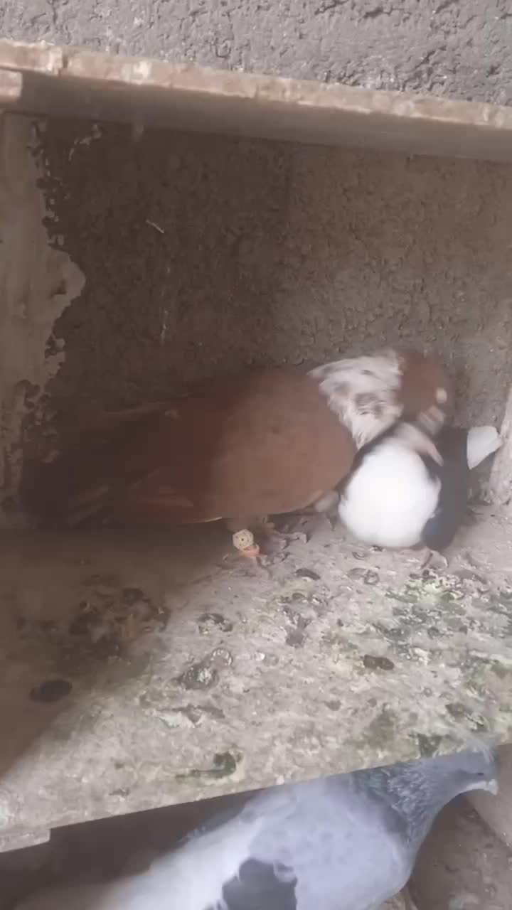 گلو سفید|پرنده|اقبالیه, |دیوار