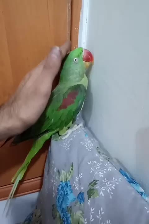 شاه طوطی|پرنده|بیرجند, |دیوار