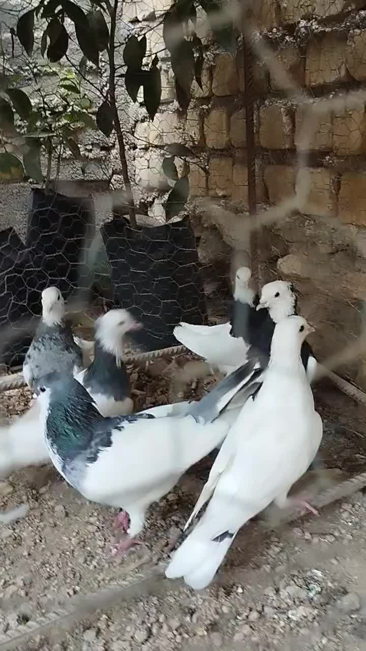 یه دسته ۷تایی طوقی بهبهونی زرنگ زرنگ نر|پرنده|شیراز, شهرک امیر کبیر|دیوار
