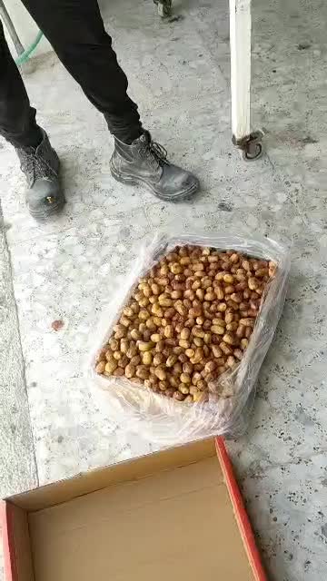 خرمای زاهدی درجه 1 صادراتی|خوردنی و آشامیدنی|شیراز, شهرک امیر کبیر|دیوار