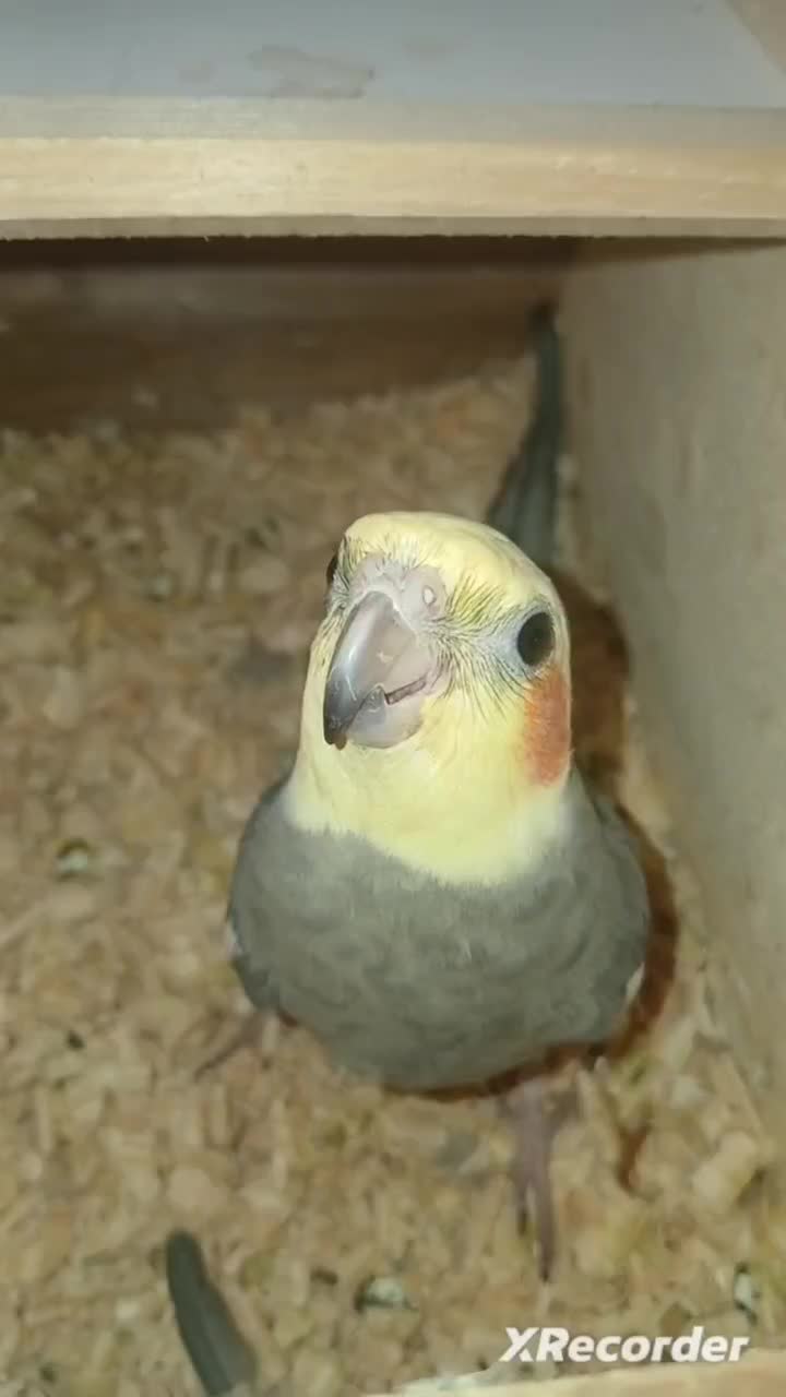 عَروس مولد|پرنده|رشت, حومه رشت|دیوار