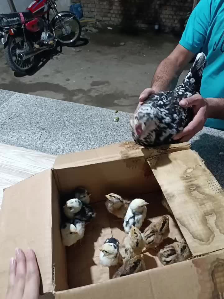 مرغ گلین خال سوزنی با ده تا جوجه از خودش|حیوانات مزرعه|مزرعه کتول, |دیوار