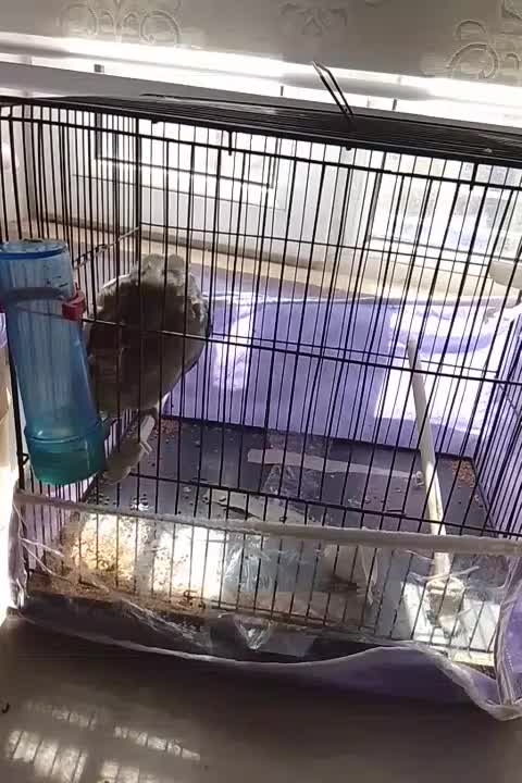 عروس هلندی|پرنده|اردبیل, |دیوار