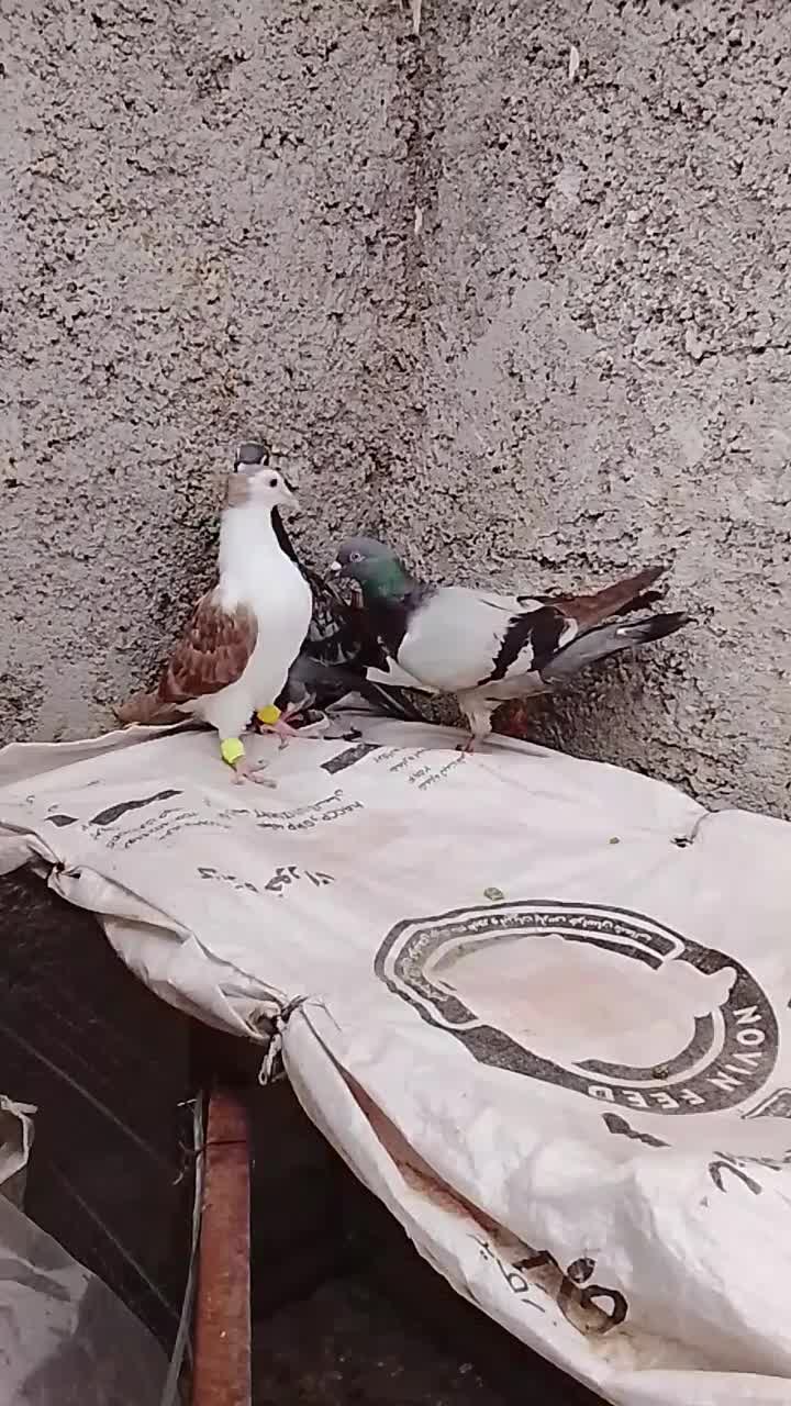 کفتر|پرنده|مشهد, کشاورز|دیوار