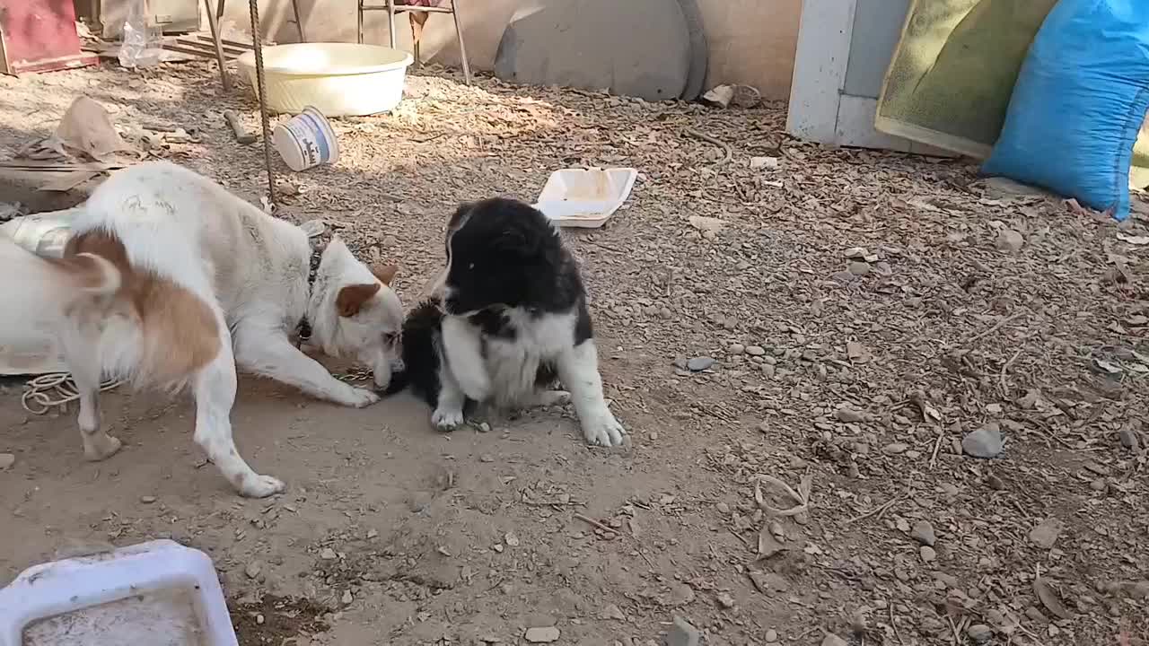 توله سگ|سگ|فلاورجان, |دیوار