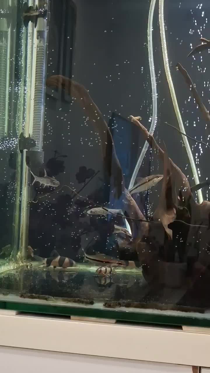 ماهی لوچ دلقک ردلاین کت پوزه|ماهی|قدس, شهرک فرزان|دیوار