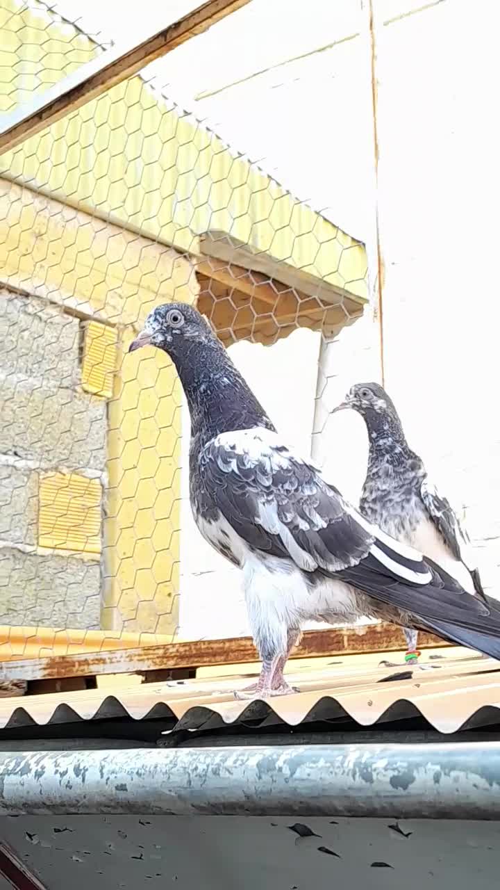 کبوتر یک جفت جوجه تیدی رشت|پرنده|رشت, خرسندی|دیوار