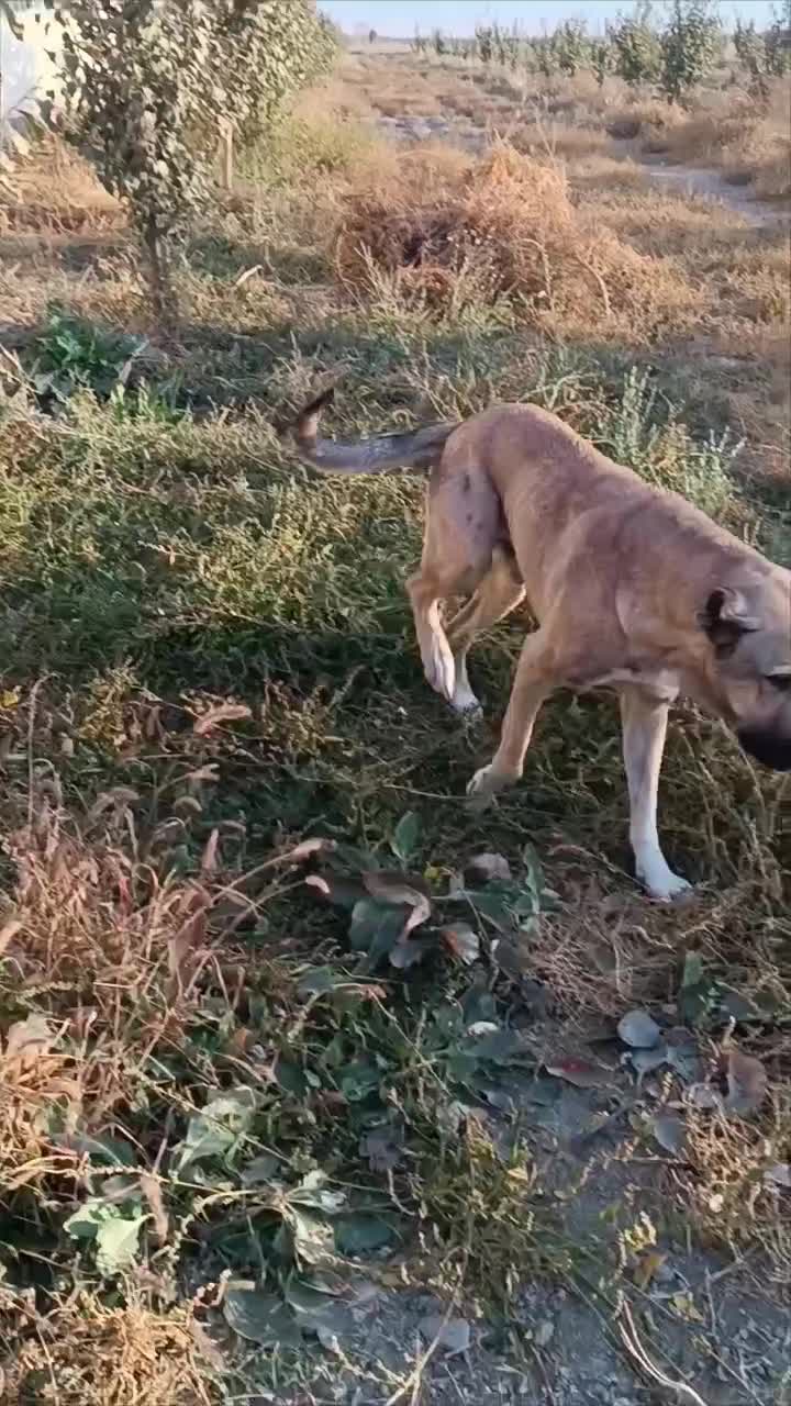 سگ سرابی|سگ|مشهد, امیریه|دیوار