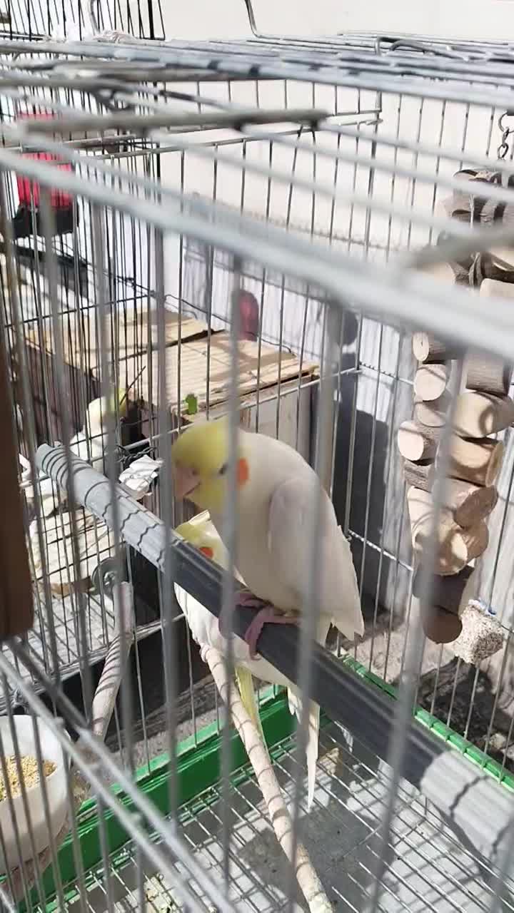 عروس هلندی،طوطی برزیلی،مرغ عشق|پرنده|کرج, ساسانی (قلمستان)|دیوار