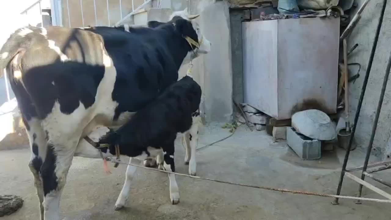 گاو گوساله سیمینتال ماده|حیوانات مزرعه|سرپل ذهاب, |دیوار