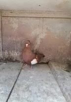 سرک سرخ کاکلی|پرنده|شیراز, پودنک|دیوار