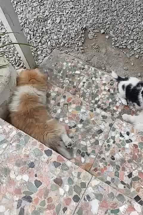 واگذاری میکس امپریال و پامر|سگ|شیرود, |دیوار