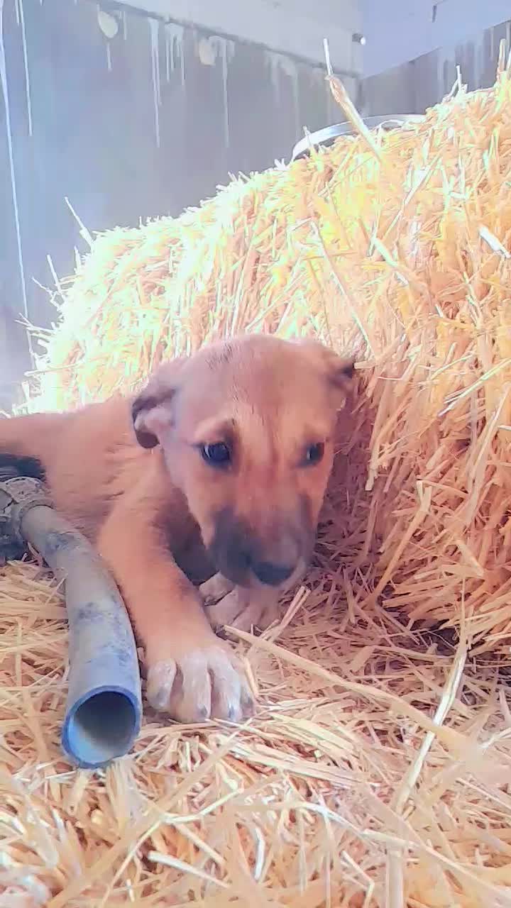 واگذاری یک عدد توله‌سگ‌ماده ژرمن-سرابی سالم وباهوش|سگ|یزد, |دیوار