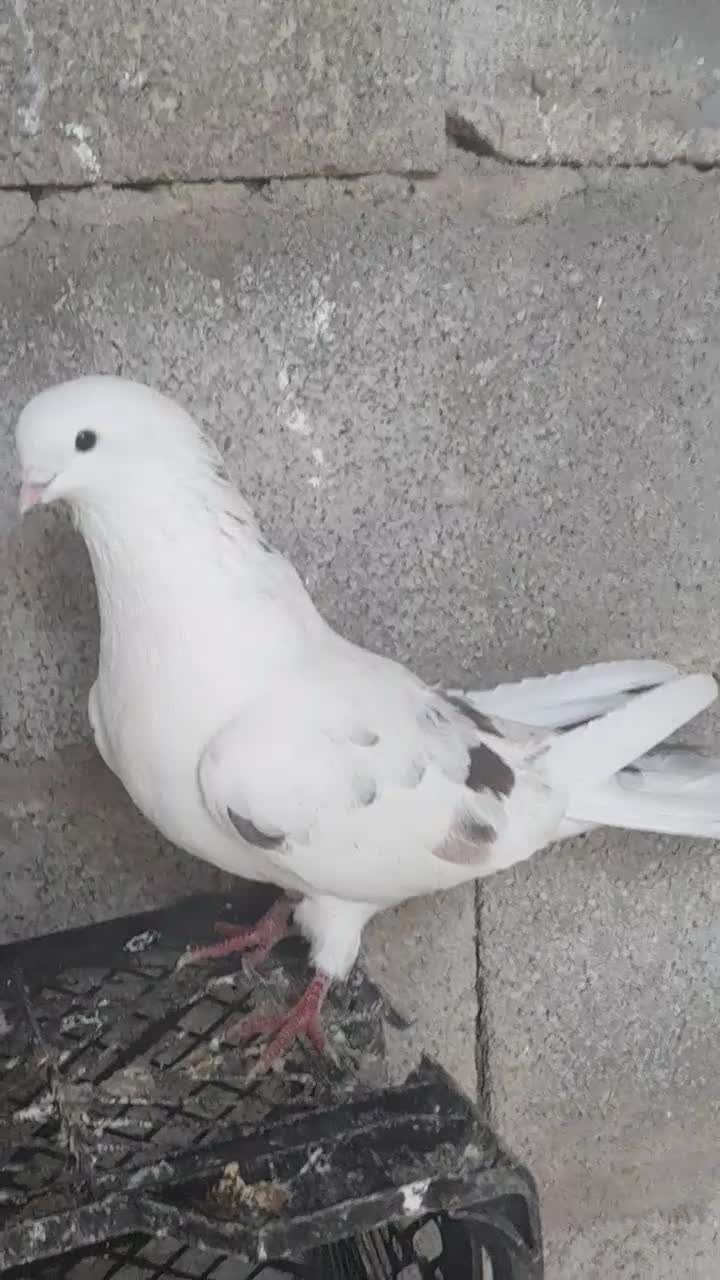 پرنده نر|پرنده|مسجد سلیمان, |دیوار