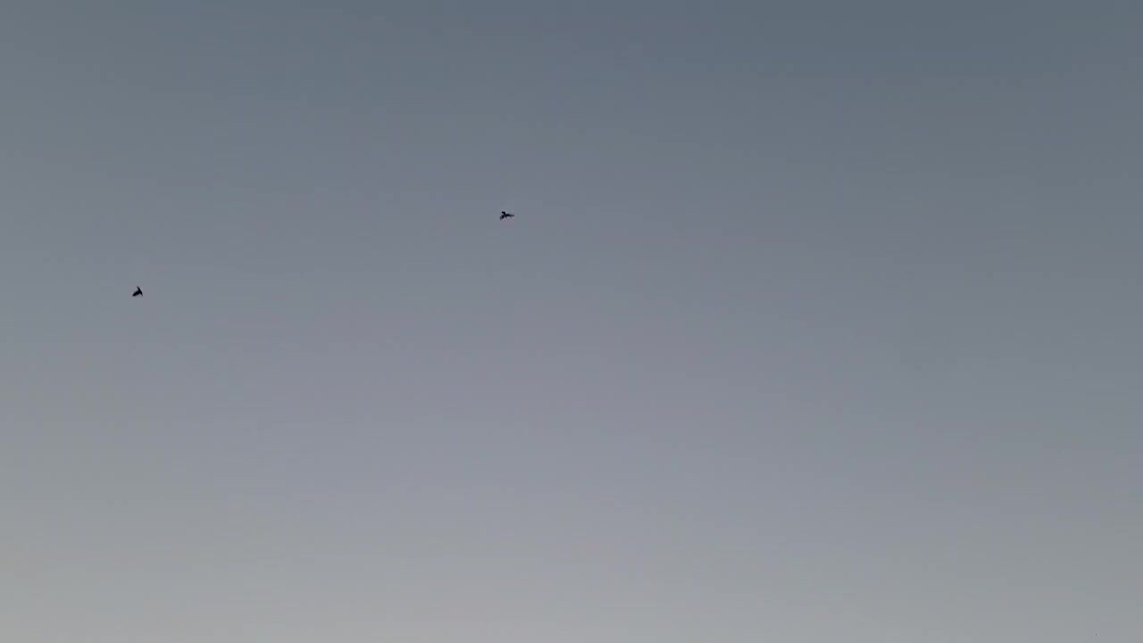 کفتر فروش یا معاوضه|پرنده|باغستان, |دیوار