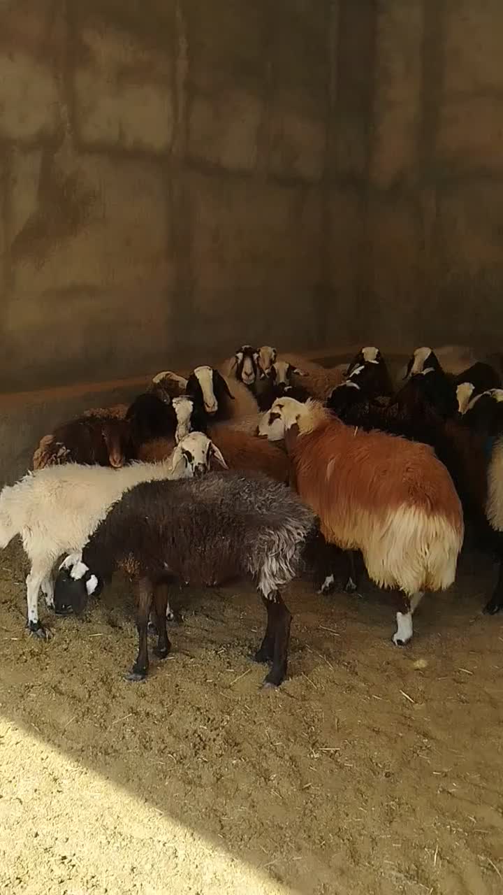 فروش میش شال|حیوانات مزرعه|اردستان, |دیوار