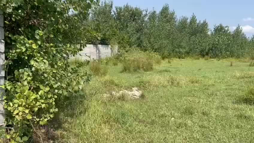 فروش زمین صنعتی محصور سند دار ۴۶۲۴ متری|فروش زمین و ملک کلنگی|لاهیجان, بازکیاگوراب|دیوار