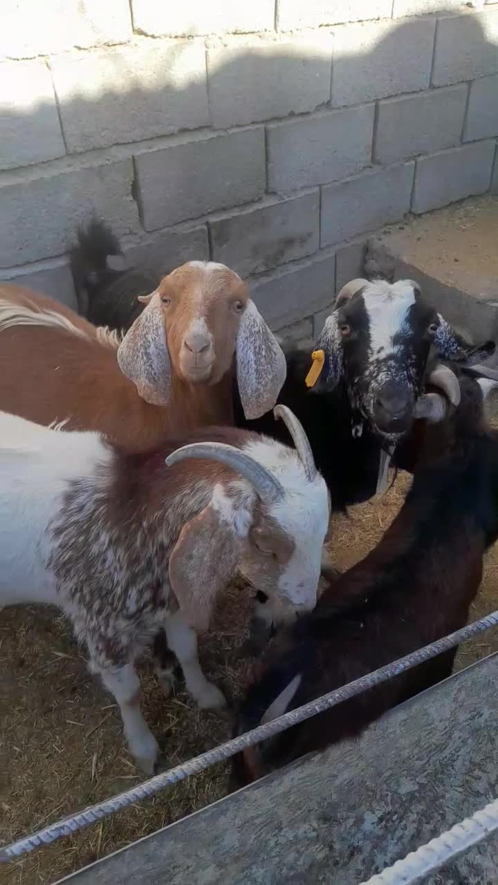 فروش هفت راس بز و کره محلی در شهربابک|حیوانات مزرعه|شهر بابک, |دیوار