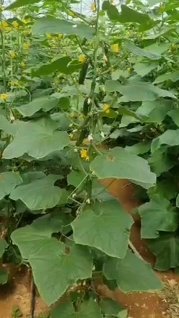 فروش و معاوضه گلخانه مدرن 4000متری با امکانات کامل|فروش دفتر صنعتی، کشاورزی، تجاری|سلفچگان, |دیوار