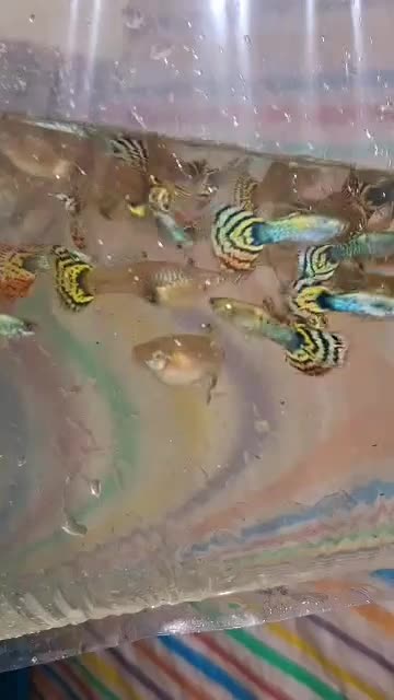 فروش ماهی ولوازم اکواریوم|ماهی|دوگنبدان, |دیوار