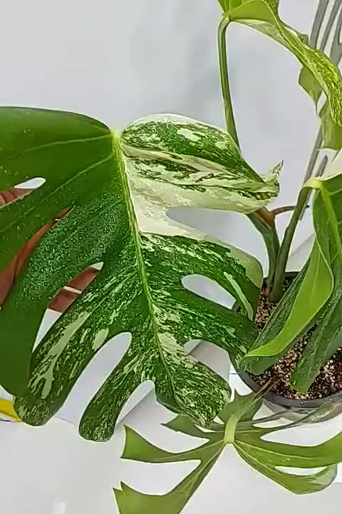 برگ انجیری ابلق|گل و گیاه طبیعی|تهران, تهرانسر شرقی|دیوار