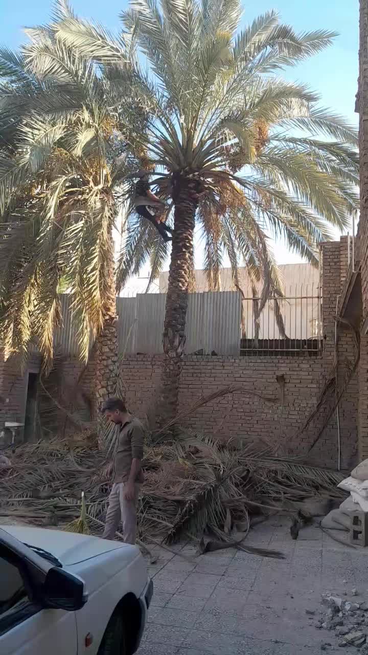 بریدن نخل قطع نخل هرس نخل س نخل بریدن درخت تمیزنخل|خدمات باغبانی و درختکاری|اهواز, کیانپارس |دیوار
