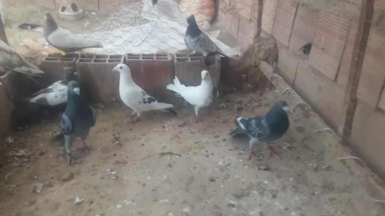 کبوتر صید|پرنده|گرمخان, |دیوار